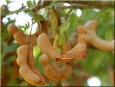 Thai Sweet Tamarind Live Plant – 1 to 2 Feet Tall – Shipped in 6 Inch Pot – Fruiting Tree - Image 1