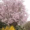 Thundercloud Plum Tree - 2-3 ft Tall Grafted Live Plant - Outdoor - Image 1