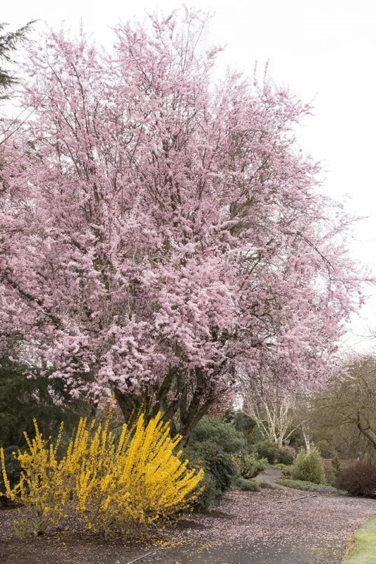 Thundercloud Plum Tree - 2-3 ft Tall Grafted Live Plant - Outdoor - Image 1
