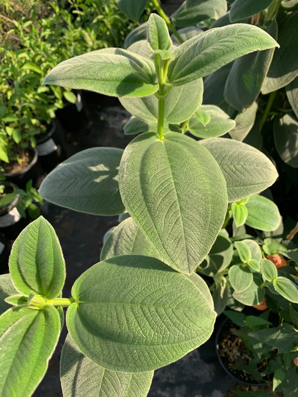 Tibouchina Heteromalla Silverleafed Princess Flower Live Plant 3 Gallon Pot Outdoor - Image 2