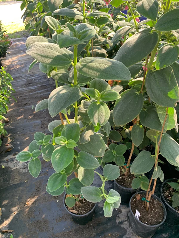 Tibouchina Heteromalla Silverleafed Princess Flower Live Plant 3 Gallon Pot Outdoor Tibouchina Heteromalla Silverleafed Princess Flower Live Plant 3 Gallon Pot Outdoor - Image 3