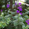 Tibouchina Heteromalla Silverleafed Princess Flower Live Plant 3 Gallon Pot Outdoor - Image 1