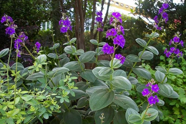 Tibouchina Heteromalla Silverleafed Princess Flower Live Plant 3 Gallon Pot Outdoor - Image 1