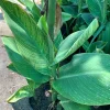 Tiger Canna Lily Live Plant – 6 inch Pot – Outdoor Garden Flower - Image 1