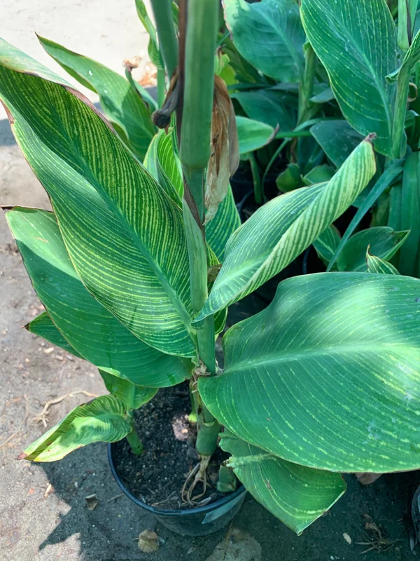 Tiger Canna Lily Live Plant – 6 inch Pot – Outdoor Garden Flower - Image 1