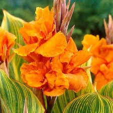 Tiger Canna Lily Live Plant – 6 inch Pot – Outdoor Garden Flower - Image 2