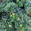 Tobira Green Live Plant – Evergreen Shrub – 6 inch Pot – Outdoor - Image 1