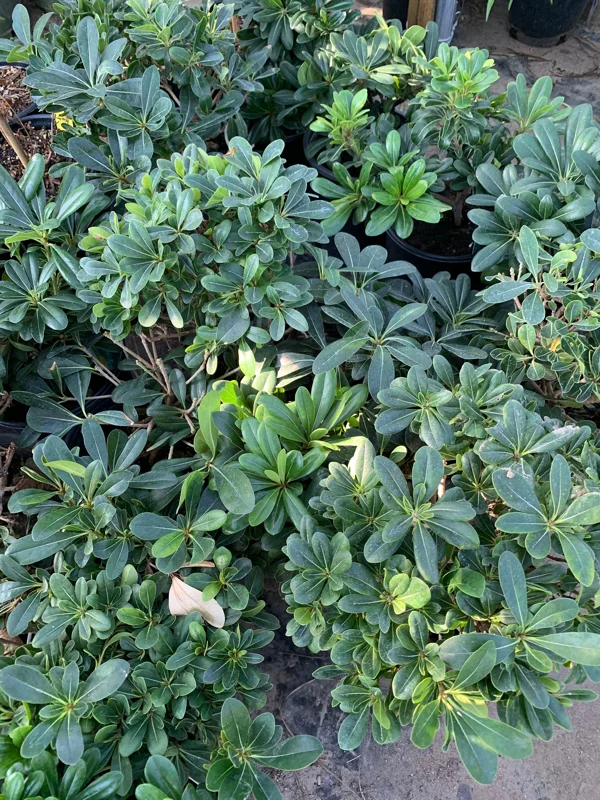 Tobira Green Live Plant – Evergreen Shrub – 6 inch Pot – Outdoor - Image 1