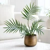 Tortum Philodendron Live Plant, 4-8 Inch Tall Houseplant for Living Room, No Pot - Image 1