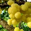 Tropical Gooseberry Live Plant - Amla Berry, 2-3 ft Tall in 3 Gallon Pot - Image 1