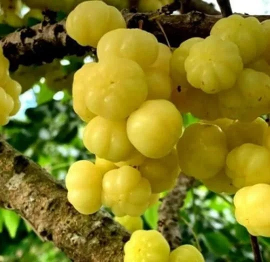 Tropical Gooseberry Live Plant - Amla Berry, 2-3 ft Tall in 3 Gallon Pot - Image 1