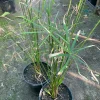 Umbrella Palm (Cyperus Alternifolius) Live Plant - Indoor/Outdoor Aquatic - Image 1