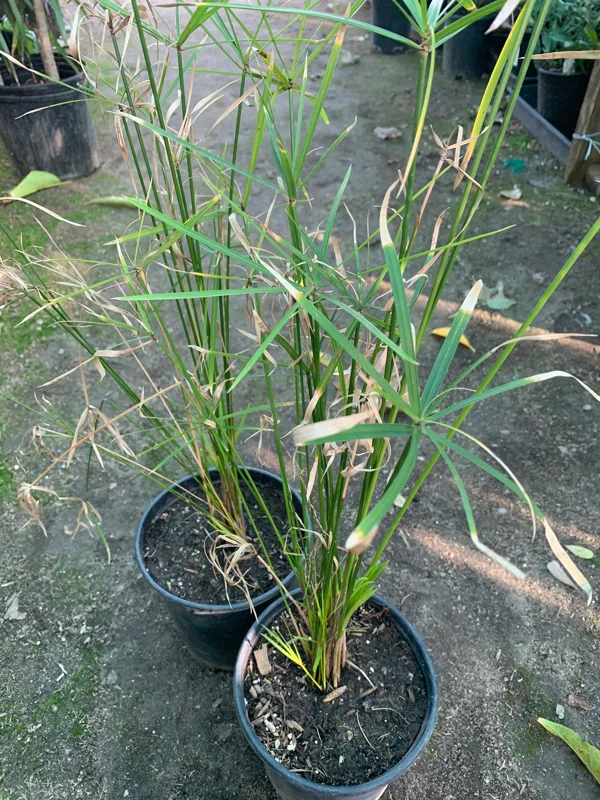 Umbrella Palm (Cyperus Alternifolius) Live Plant - Indoor/Outdoor Aquatic - Image 1