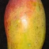Valencia Pride Mango Tree - 1 to 2 feet tall Live Plant in 3 Gallon Pot - Outdoor Fruit Tree - Image 1