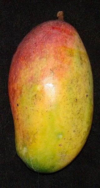 Valencia Pride Mango Tree - 1 to 2 feet tall Live Plant in 3 Gallon Pot - Outdoor Fruit Tree - Image 1