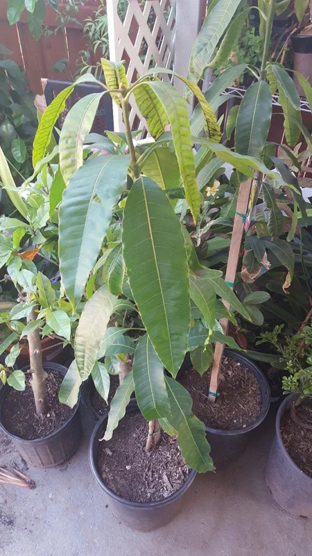 Valencia Pride Mango Tree - 1 to 2 feet tall Live Plant in 3 Gallon Pot - Outdoor Fruit Tree - Image 2