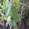 Valencia Pride Mango Tree - Live Plant - 2 Feet Tall - 3 Gallon Pot - Image 1