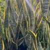 Variegated Snake Plant Live Plant – Sansevieria Trifasciata – 3 Gallon Pot – Indoor - Image 1