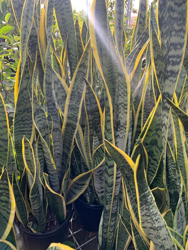 Variegated Snake Plant Live Plant – Sansevieria Trifasciata – 3 Gallon Pot – Indoor - Image 1
