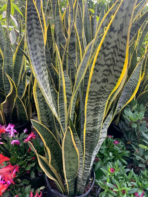 Variegated Snake Plant Live Plant – Sansevieria Trifasciata – 3 Gallon Pot – Indoor - Image 2