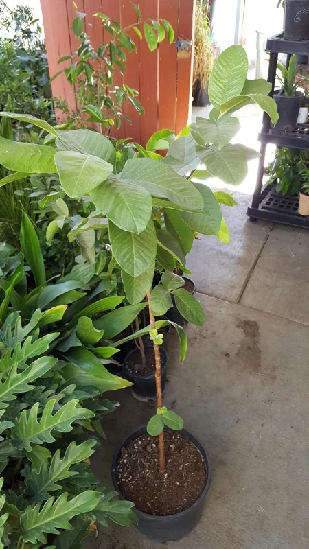 Vietnamese Giant White Flesh Guava Live Plant – 1 to 2 feet tall – 3 Gallon Pot - Image 2