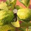 Vietnamese Giant White Flesh Guava Live Plant – 1 to 2 feet tall – 3 Gallon Pot Vietnamese Giant White Flesh Guava Live Plant – 1 to 2 feet tall – 3 Gallon Pot - Image 1