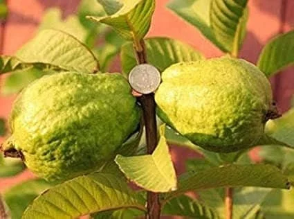 Vietnamese Giant White Flesh Guava Live Plant – 1 to 2 feet tall – 3 Gallon Pot - Image 1