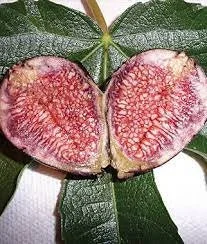 Violette de Bordeaux Fig Live Plant – 1-2 Feet Tall – Ships in 6" Pot – Edible Fruit Tree - Image 2