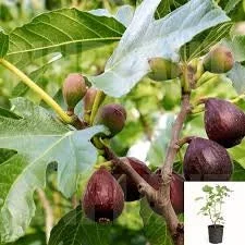 Violette de Bordeaux Fig Live Plant – 1-2 Feet Tall – Ships in 6" Pot – Edible Fruit Tree - Image 1