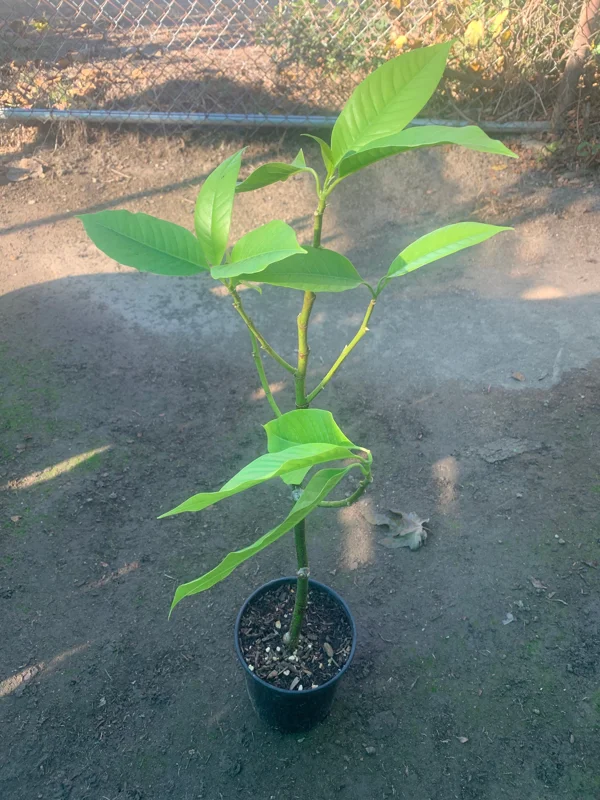 White Champaca Live Plant 1-2 Ft - Fragrant Magnolia in 6" Pot - Image 2