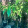 White Champaca Live Plant 1-2 Ft - Fragrant Magnolia in 6" Pot - Image 1