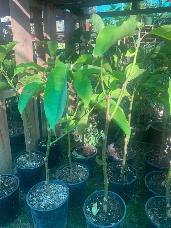 White Champaca Live Plant – 1 to 2 Feet Tall – Ship in 6" Pot – Fragrant Tree - Image 1