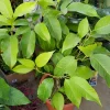 White Champaca Live Plant – 3-4 Ft Tall – Fragrant Tropical Tree in 3 Gallon Pot - Image 1