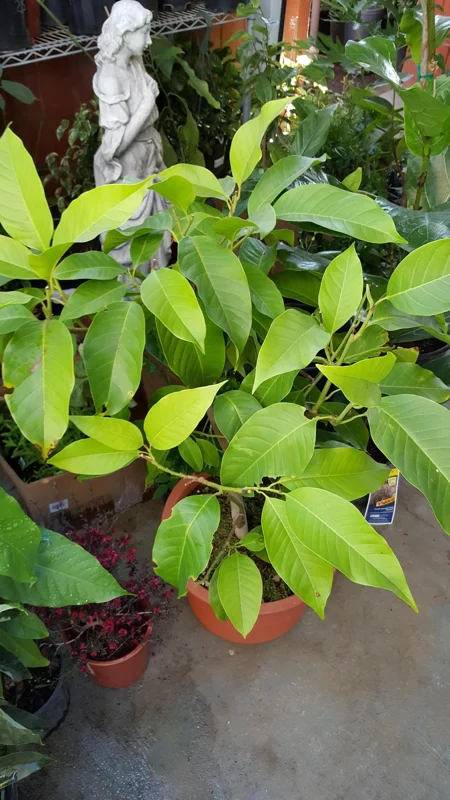 White Champaca Live Plant – 3-4 Ft Tall – Fragrant Tropical Tree in 3 Gallon Pot - Image 1