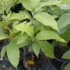 White Champaca Live Plant – Fragrant Magnolia – 2 Feet Tall – Ships in 3 Gallon Pot White Champaca Live Plant – Fragrant Magnolia – 2 Feet Tall – Ships in 3 Gallon Pot - Image 1