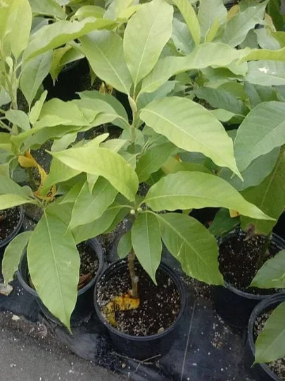 White Champaca Live Plant – Fragrant Magnolia – 2 Feet Tall – Ships in 3 Gallon Pot - Image 1
