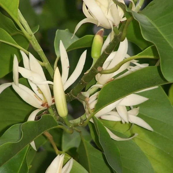 White Champaca Live Plant – Fragrant Magnolia – 2 Feet Tall – Ships in 3 Gallon Pot - Image 2