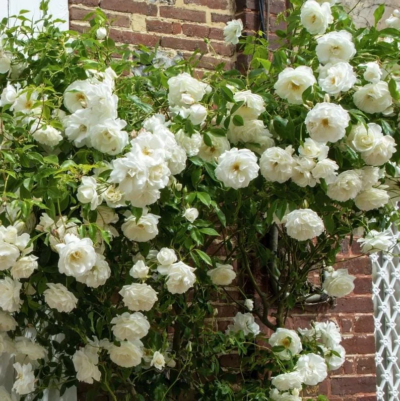 White Climbing Roses Live Plant - 5-8" Tall, 3" Pot - Heirloom Climber Outdoor White Climbing Roses Live Plant - 5-8" Tall, 3" Pot - Heirloom Climber Outdoor - Image 3