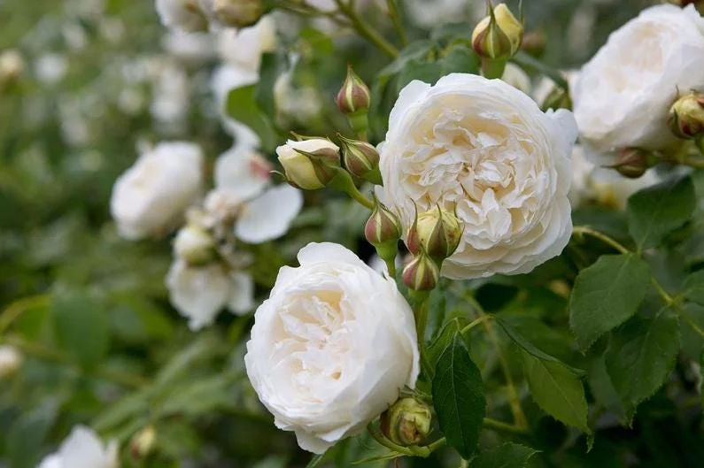 White Climbing Roses Live Plant - 5-8" Tall, 3" Pot - Heirloom Climber Outdoor White Climbing Roses Live Plant - 5-8" Tall, 3" Pot - Heirloom Climber Outdoor - Image 4
