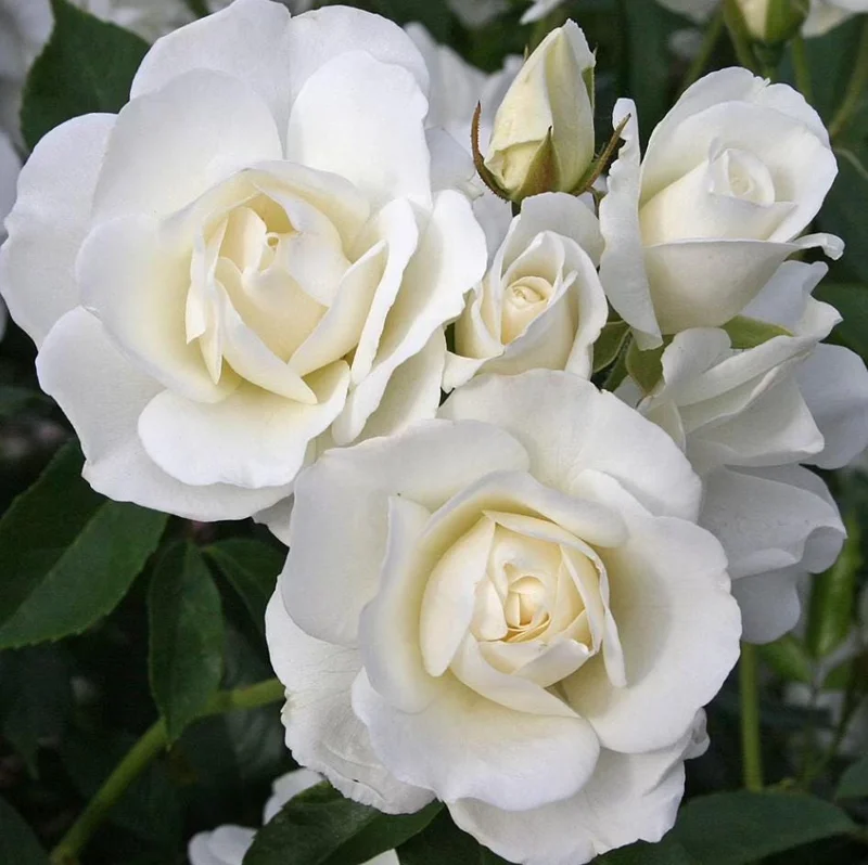 White Climbing Roses Live Plant - 5-8" Tall, 3" Pot - Heirloom Climber Outdoor White Climbing Roses Live Plant - 5-8" Tall, 3" Pot - Heirloom Climber Outdoor - Image 5