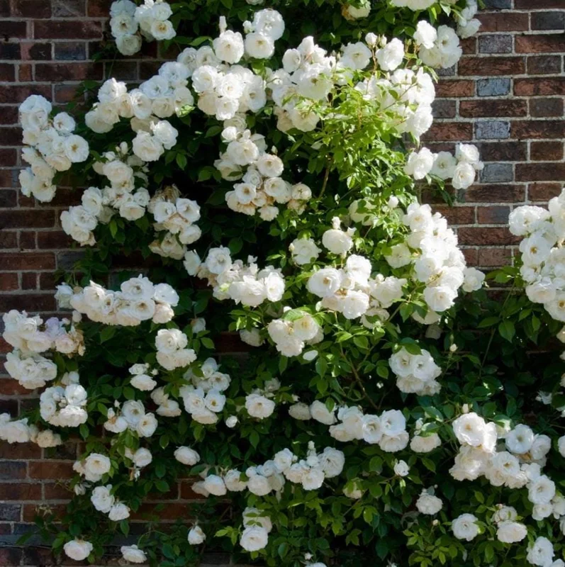 White Climbing Roses Live Plant - 5-8" Tall, 3" Pot - Heirloom Climber Outdoor White Climbing Roses Live Plant - 5-8" Tall, 3" Pot - Heirloom Climber Outdoor - Image 6