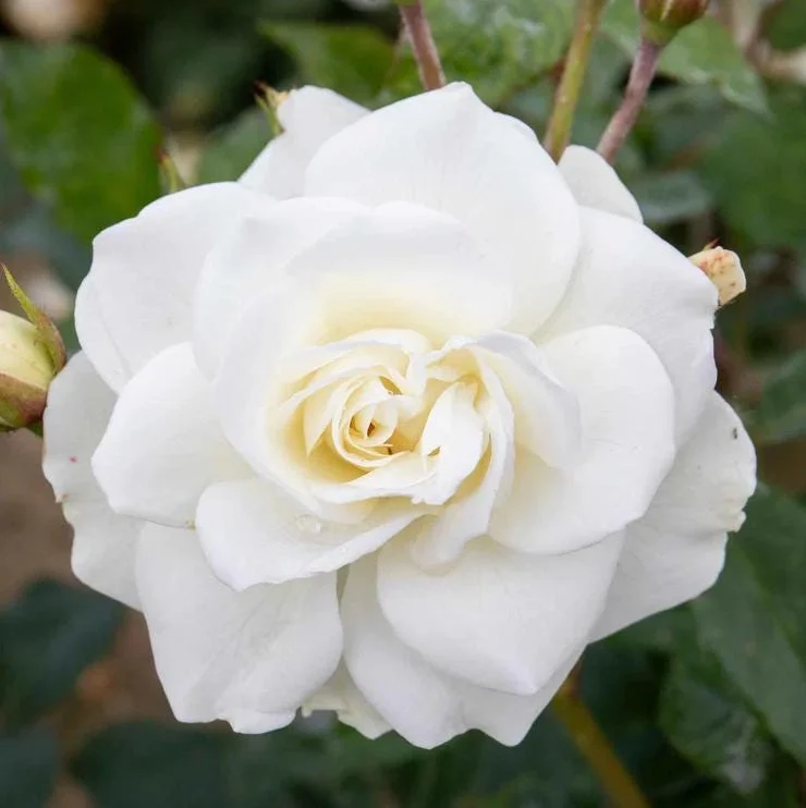 White Climbing Roses Live Plant - 5-8" Tall, 3" Pot - Heirloom Climber Outdoor White Climbing Roses Live Plant - 5-8" Tall, 3" Pot - Heirloom Climber Outdoor - Image 7