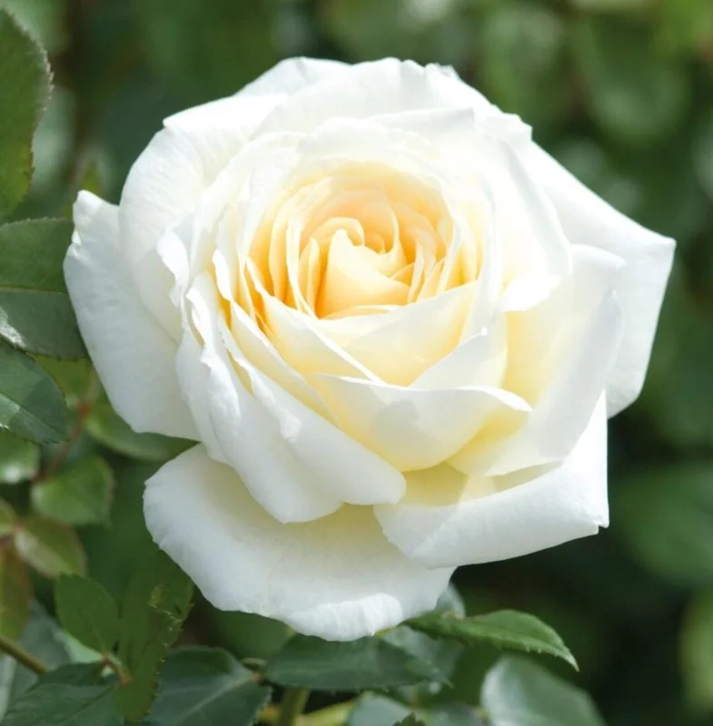 White Climbing Roses Live Plant - 5-8" Tall, 3" Pot - Heirloom Climber Outdoor White Climbing Roses Live Plant - 5-8" Tall, 3" Pot - Heirloom Climber Outdoor - Image 8