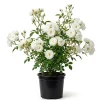 White Climbing Roses Live Plant - 5-8" Tall, 3" Pot - Heirloom Climber Outdoor - Image 1