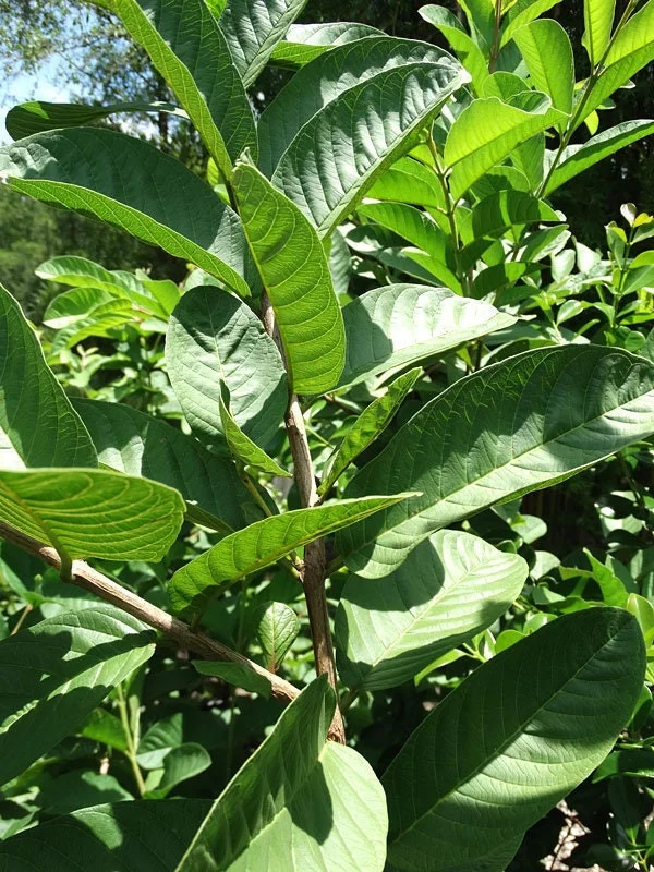 White Flesh Guava Live Plant – 1-2 ft Tall – 3 Gallon Pot – Tropical Fruit Tree - Image 2