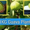 White Flesh Guava Live Plant – 1-2 ft Tall – 3 Gallon Pot – Tropical Fruit Tree - Image 1