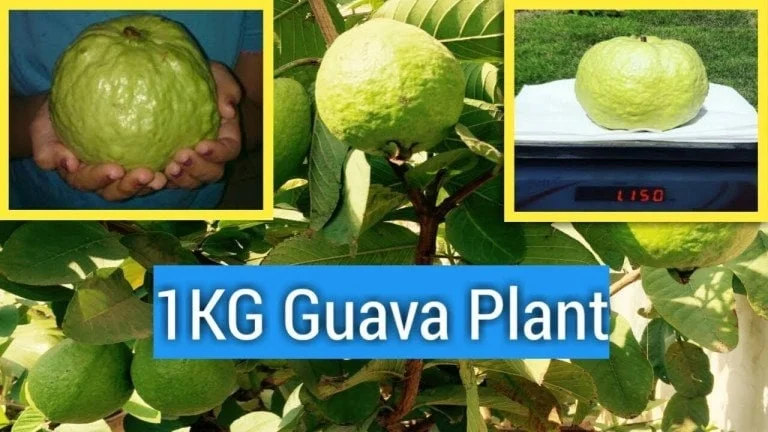 White Flesh Guava Live Plant – 1-2 ft Tall – 3 Gallon Pot – Tropical Fruit Tree - Image 1