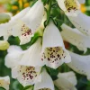 White Foxglove Plants Live - Set of 4 Hardy Perennials, 2-4 Inch Tall, 3 Inch Pot, Outdoor Garden Flowers - Image 1