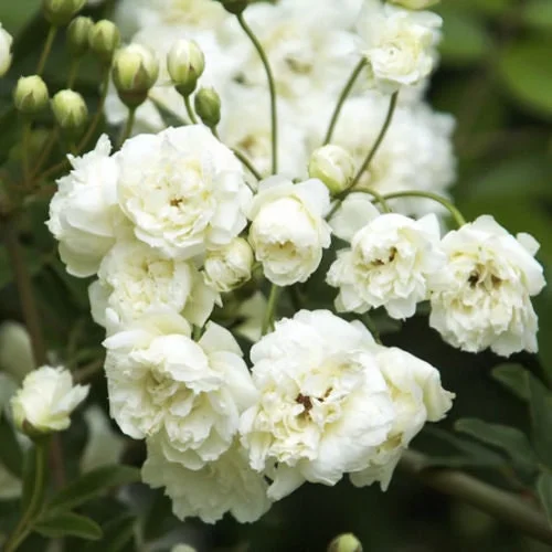 White Lady Banks Climbing Rose Live Plant – 2 feet tall – Ships in 6 inch Pot – Outdoor Shrub - Image 1