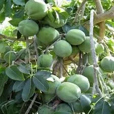 White Sapote Live Plant – 2 Feet Tall – Ship in 3 Gallon Pot – Outdoor Fruit Tree - Image 1